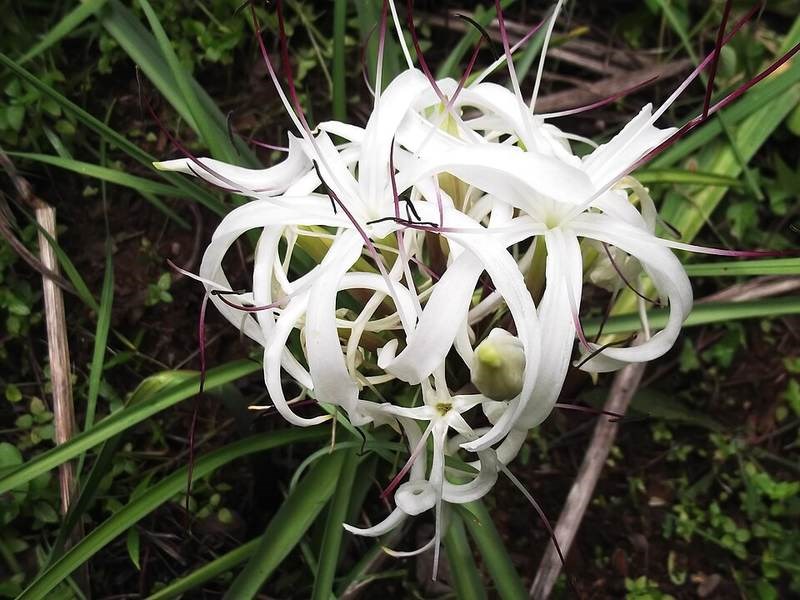 Ngải tướng quân (đại tướng quân trắng)