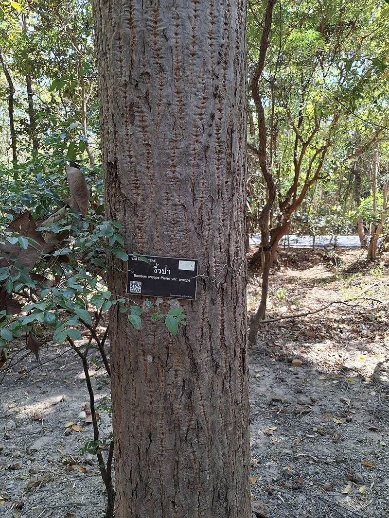 Gòn ta (bông gòn rừng)