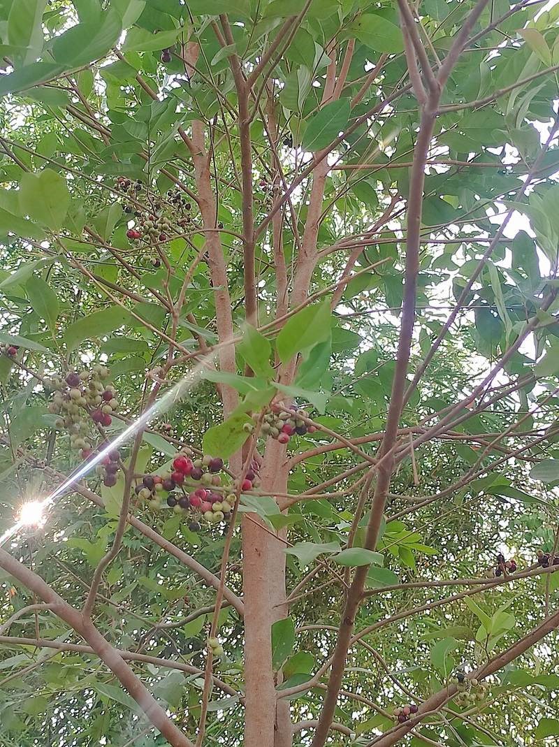 Trâm vỏ đỏ (sắn thuyền)