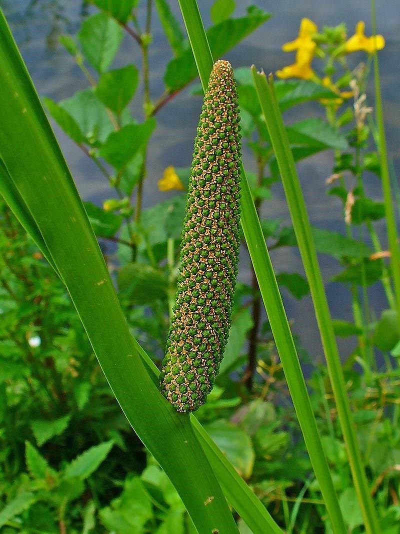 Mây nếp (song mây)