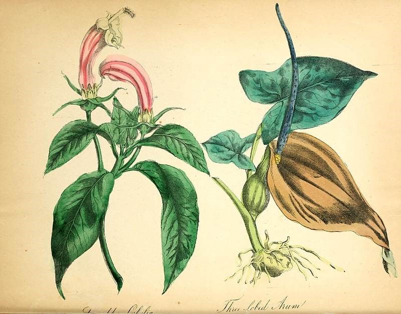 Bán hạ nam (củ chóc)
