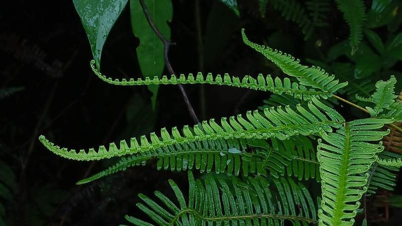 Guột (cây rành rành)
