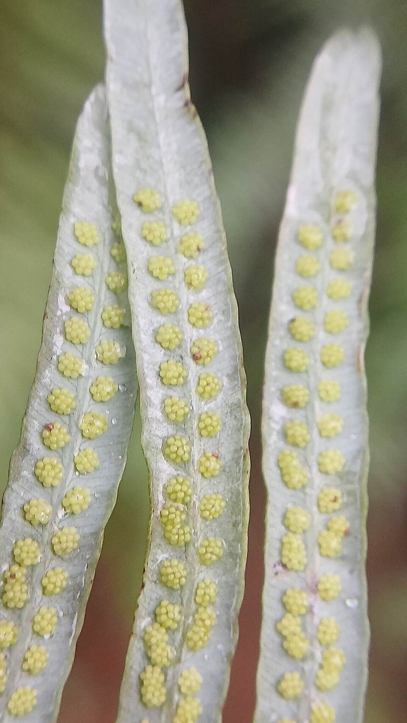Guột (cây rành rành)