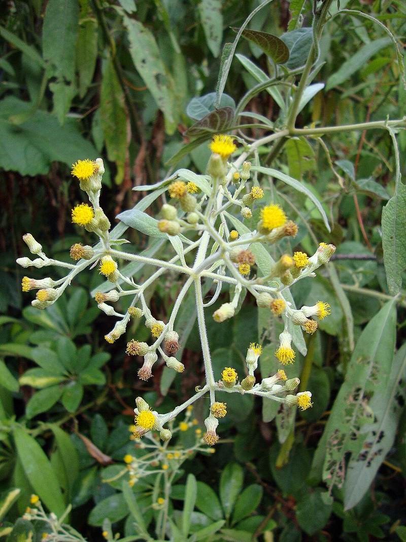 Đại bi (từ bi xanh)