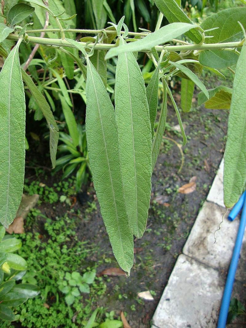 Đại bi (từ bi xanh)