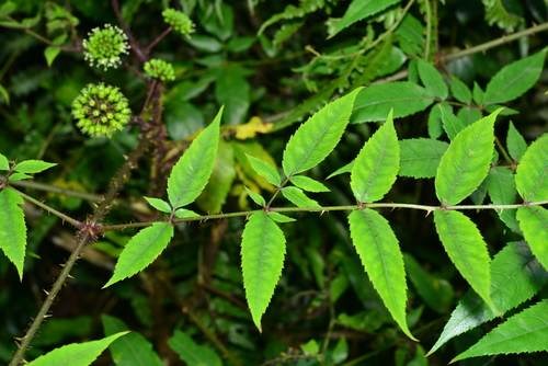 Đơn châu chấu (cuồng)
