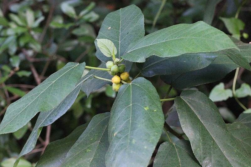 Sung dâu (vú bò)