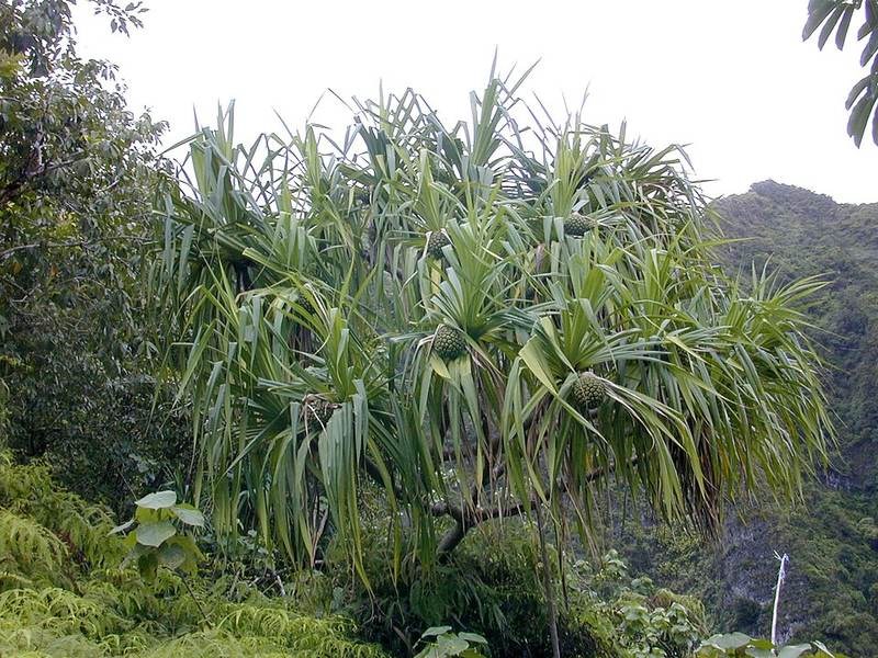 Dứa dại