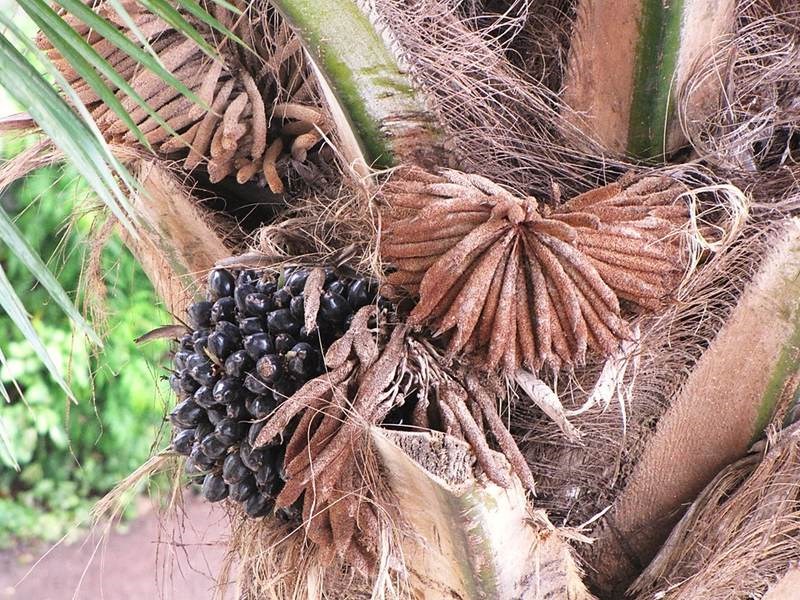 Cọ Dầu
