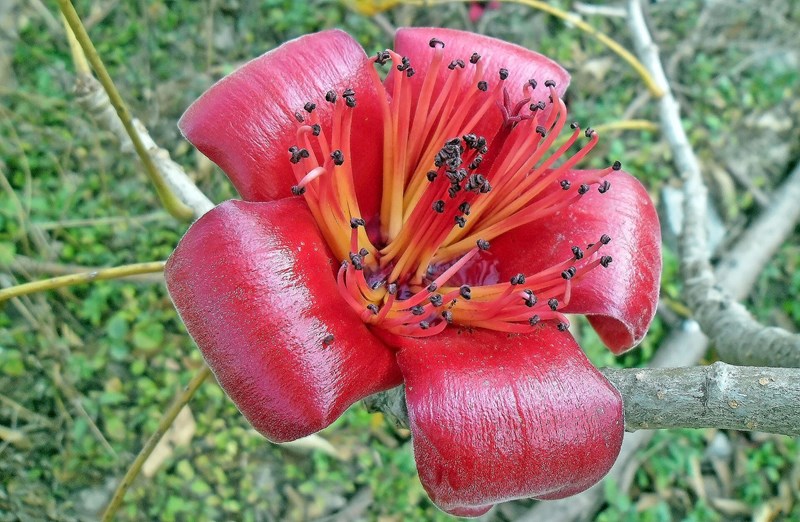 gáo