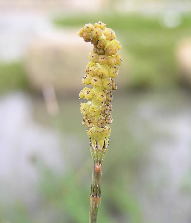 Mộc tặc, cỏ tháp bút