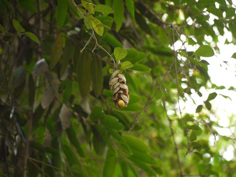 Huyền trân công chúa, tu hú phi
