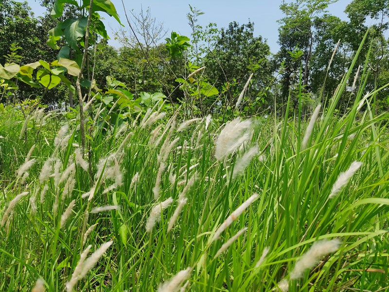 Cỏ tranh