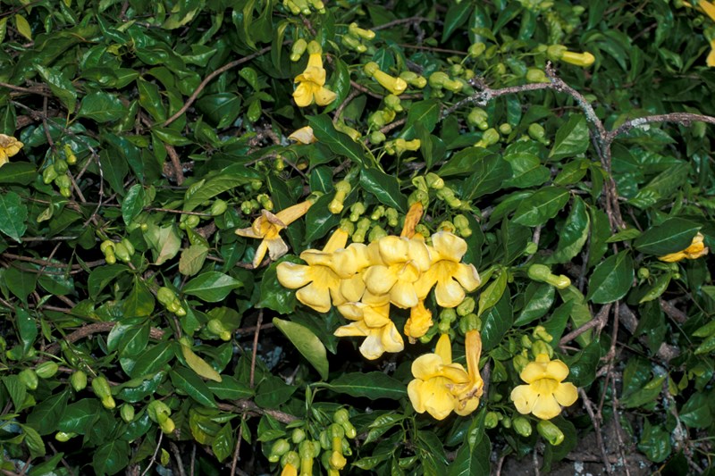 Hoàng anh (huỳnh liên leo)