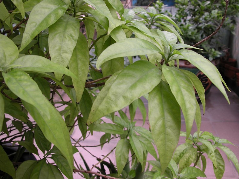 Xuân hoa (hoàn ngọc)