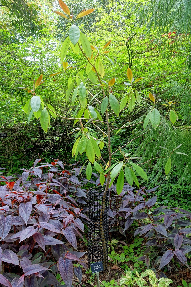 Magnolia sapaensis