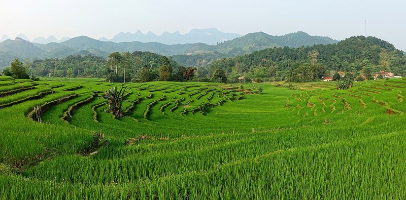 Dẻ tùng Hà Giang