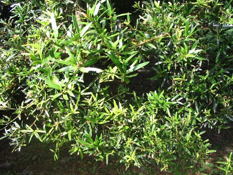 Podocarpus polystachyus
