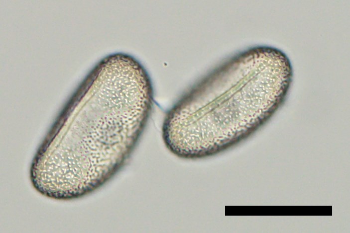 Psilotum nudum