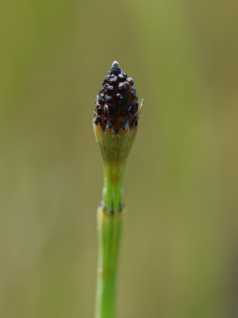 Equisetum ramosissimum