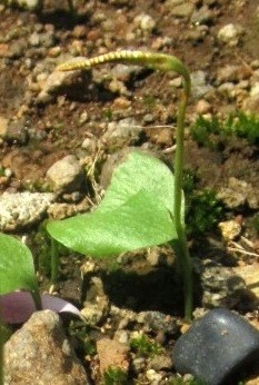 Ophioglossum reticulatum