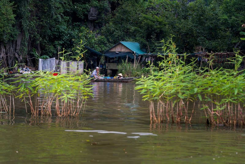 ngô đồng