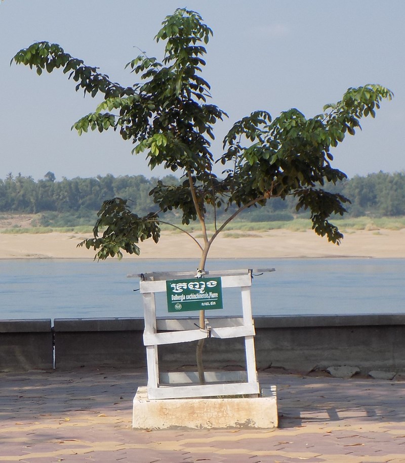 trắc