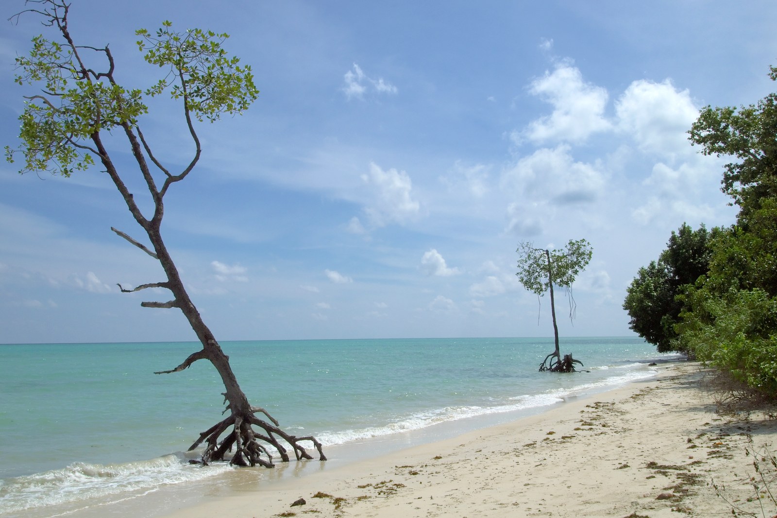 Rừng ngập mặn mọc trong nước biển nông, rễ chống lộ trên mặt nước, trời trong