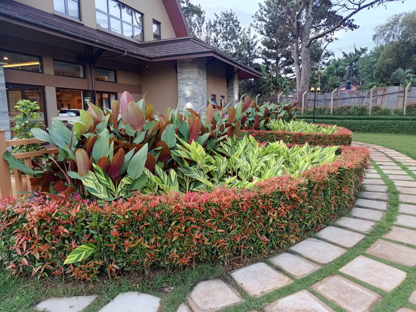Bồn cây bụi cắt thấp uốn cong ven lối đi lát đá tấm, lá đỏ viền ngoài và lá sọc vàng bên trong, nhà mái ngói phía sau