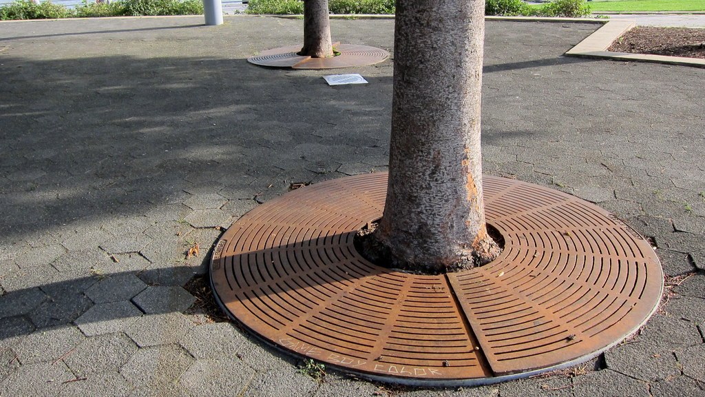 Một cây trồng trong ô có nắp lưới thép quanh gốc, đặt trên nền lát gạch lục giác