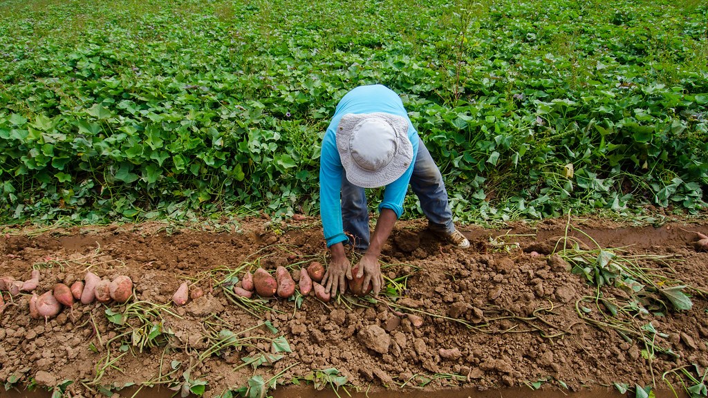 Hai người đang thu hoạch rau trong vườn, cúi xuống cắt và nhặt rau bỏ vào thùng