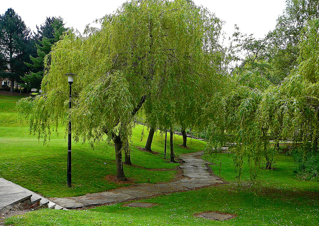 Một cây lớn tán rộng đứng ở cuối một lối đi trải dài, thành điểm nhìn của cả tuyến