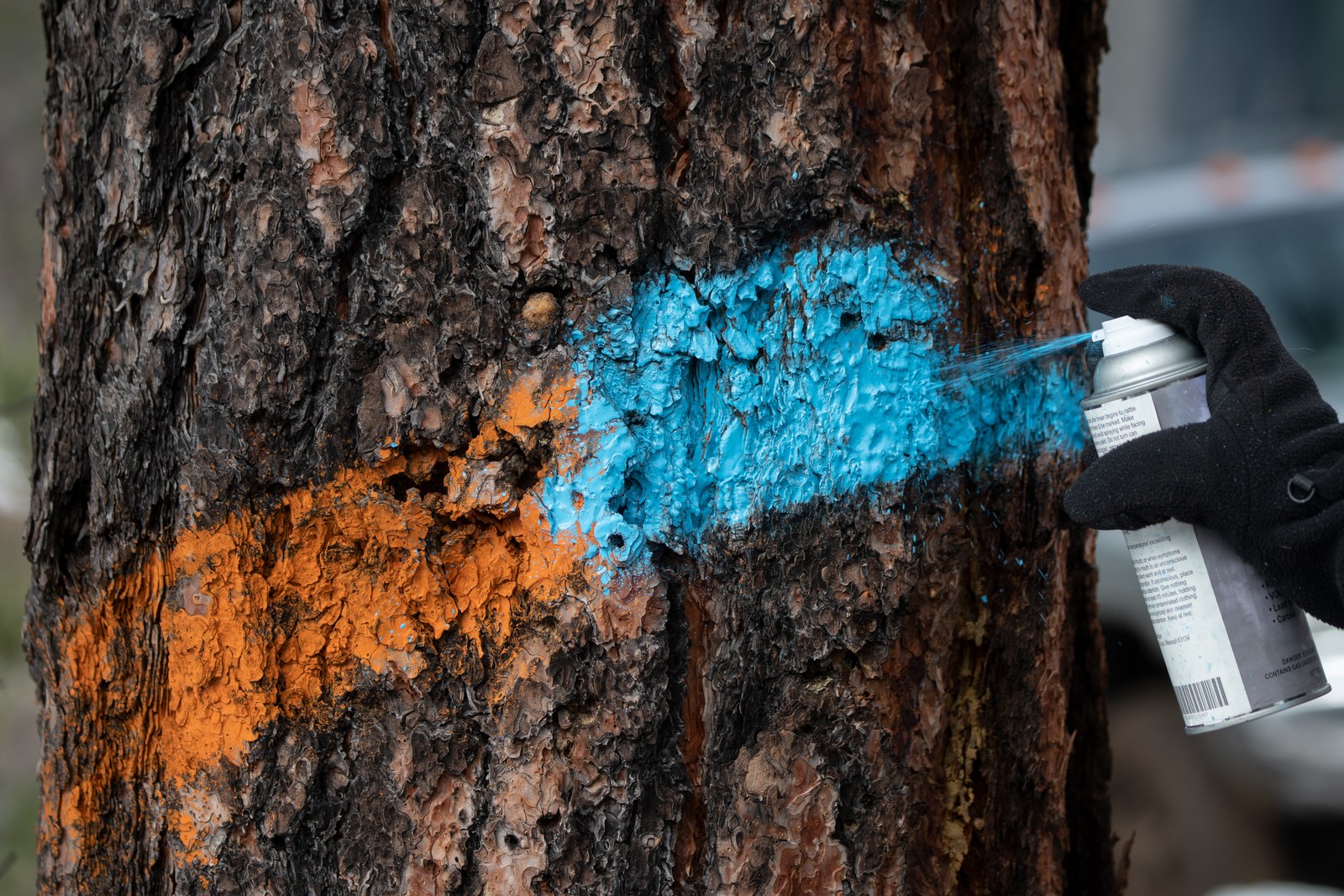 Bàn tay đeo găng xịt sơn xanh đè lên vệt sơn cam có sẵn trên vỏ cây thông