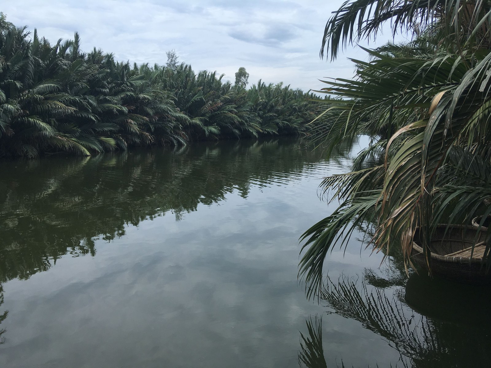 Hai bờ sông nước lợ phủ kín dừa nước Nypa fruticans