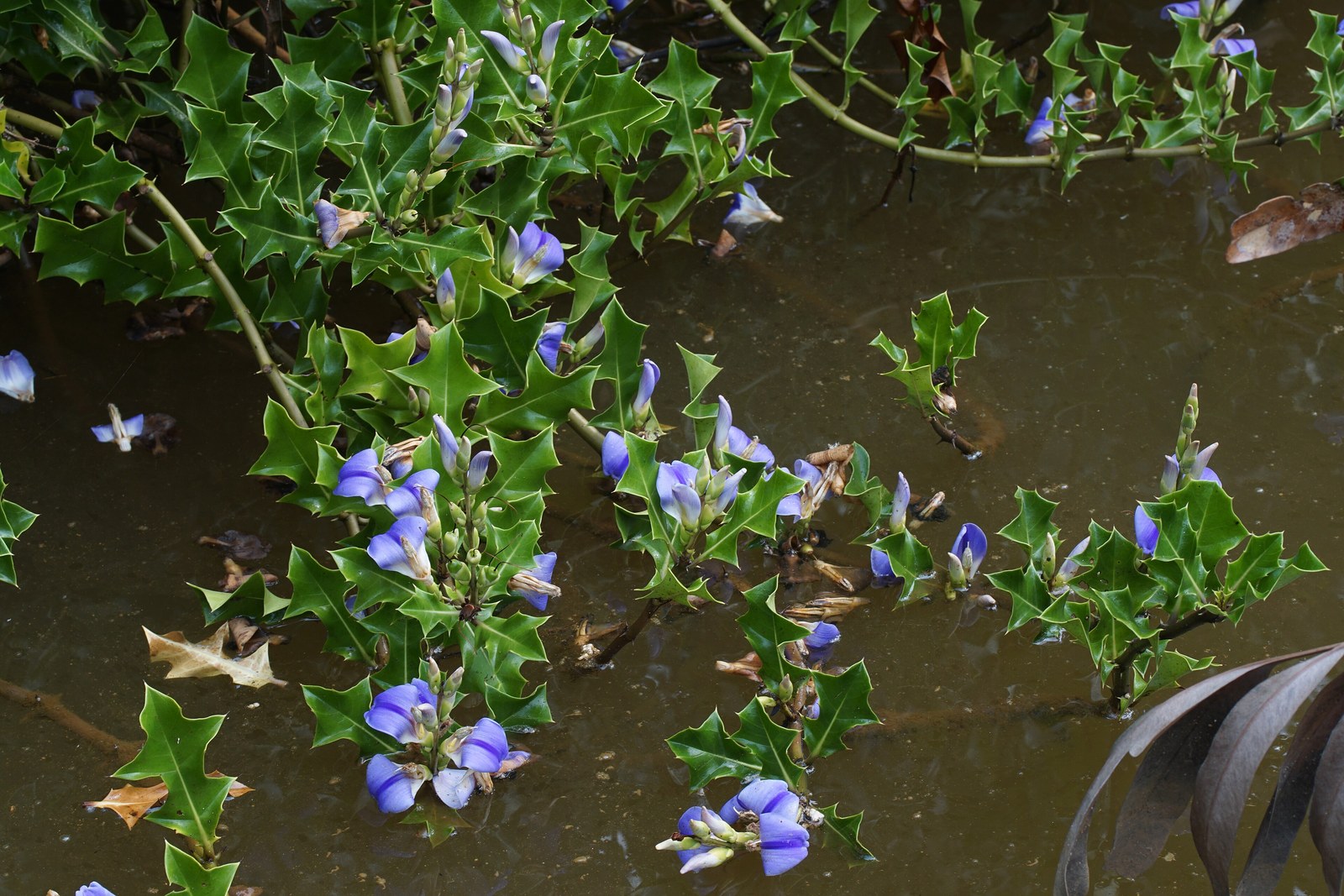 Ô rô nước Acanthus ilicifolius nở hoa tím dọc mép rạch lợ