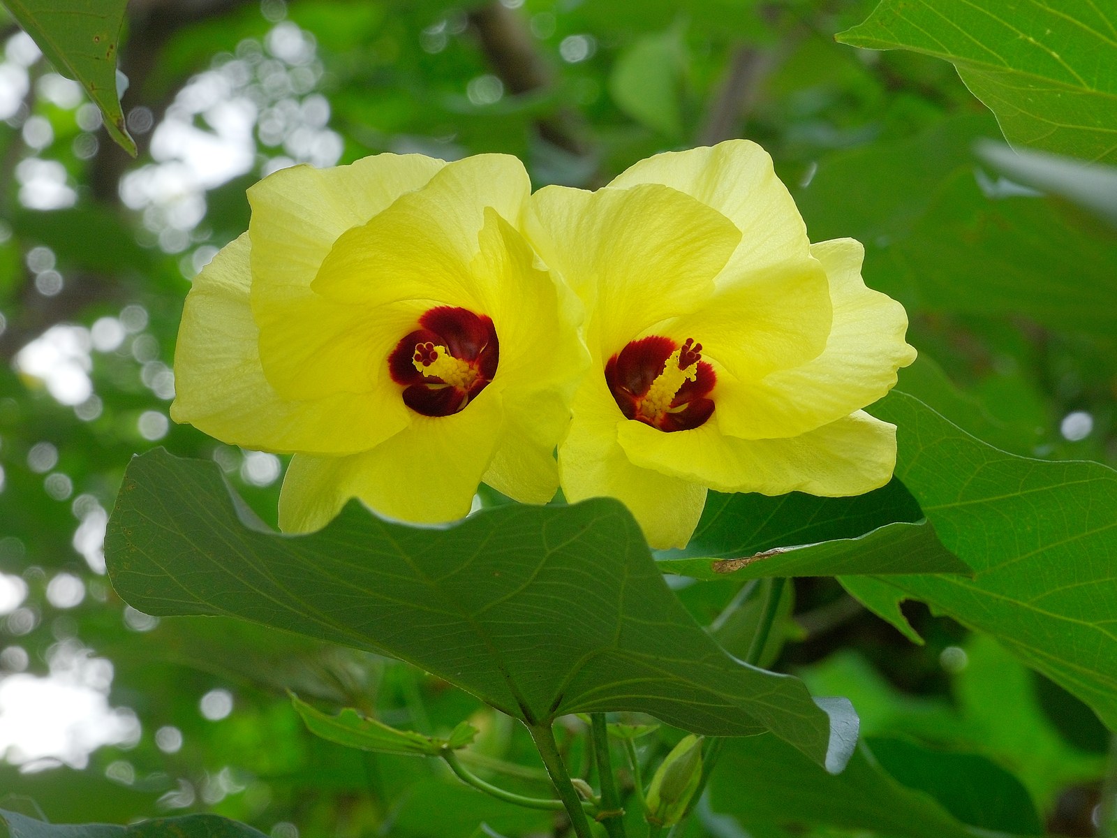 Hoa tra Hibiscus tiliaceus màu vàng có tâm đỏ nở giữa lá