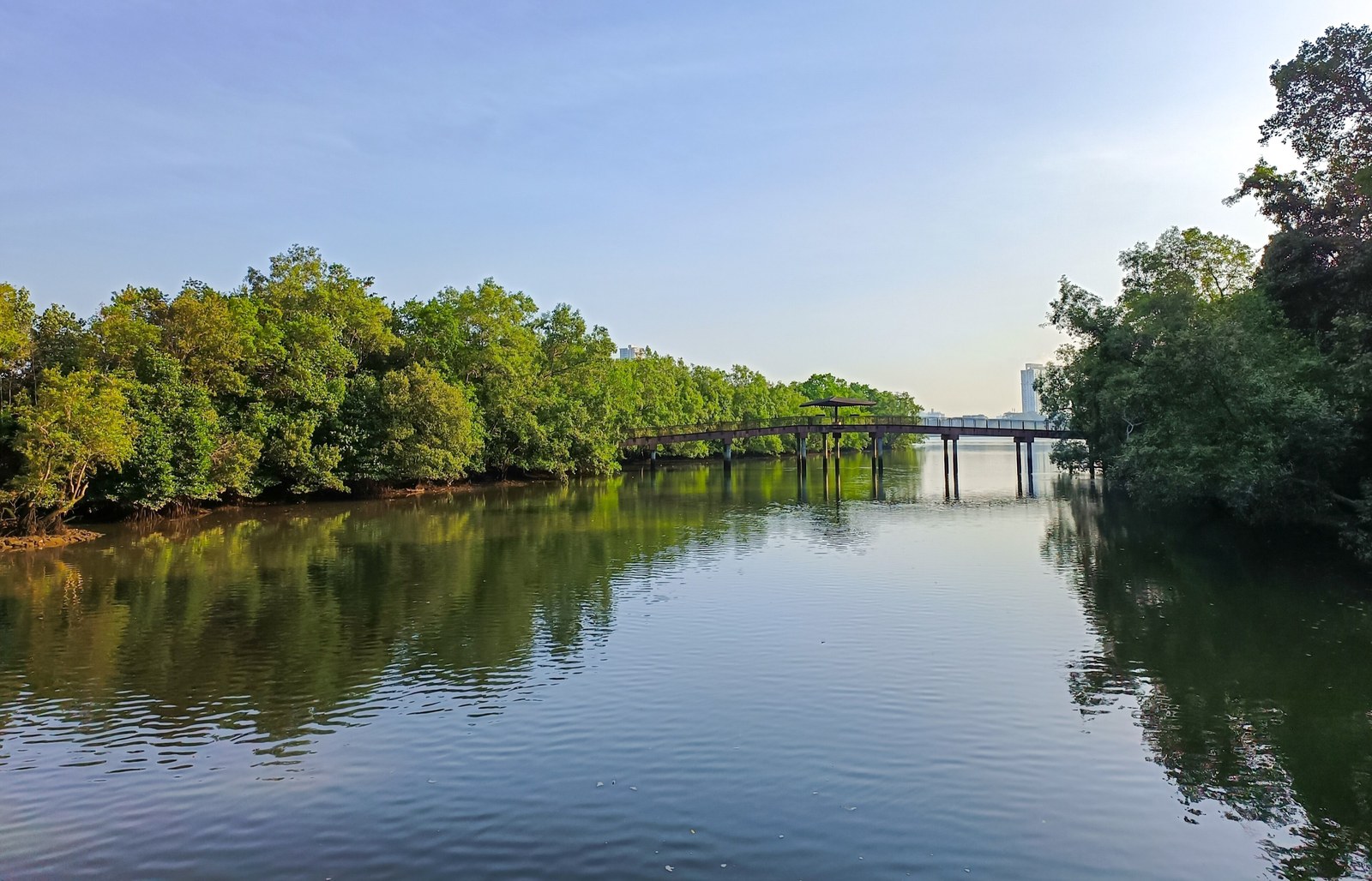 Cầu đi bộ bắc qua sông giữa hai bờ rừng ngập mặn Sungei Buloh