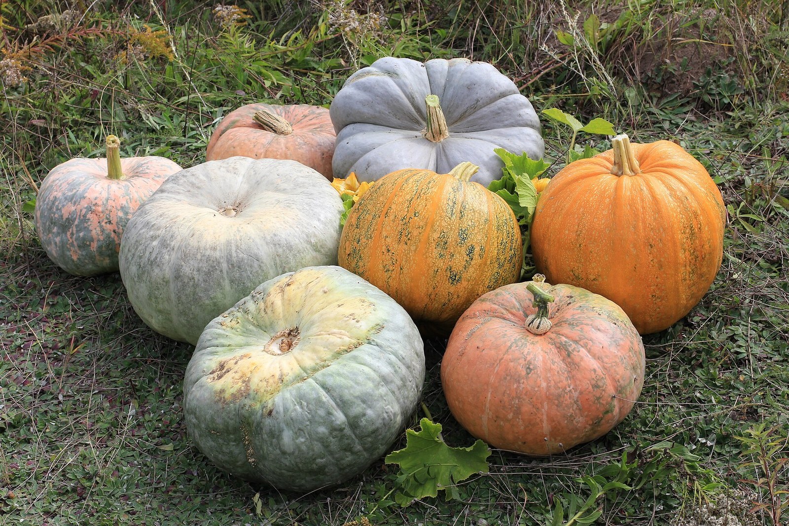 Quả bí ngô Halloween — hai quả bí cam giữa nhóm bí xám và hồng trên cỏ