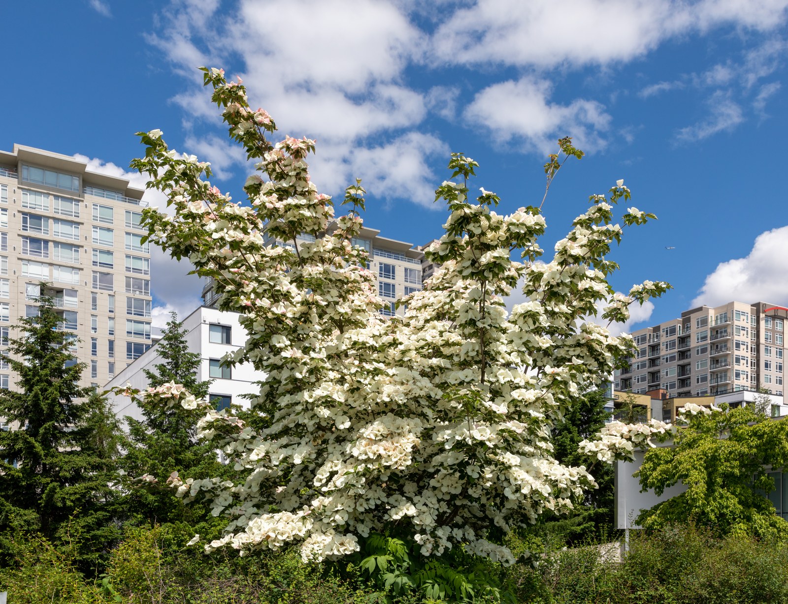 Olympic Sculpture Park — Cây bụi bản địa (Hartriegel/thanh mai) nở hoa trắng