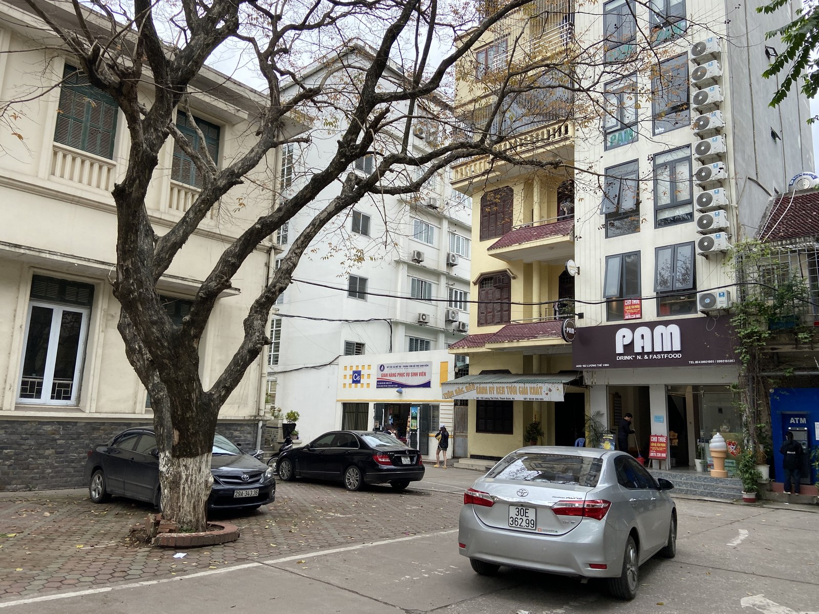 Cây bóng mát đường phố Việt Nam — Cây sưa trồng trong sân KTX Mễ Trì