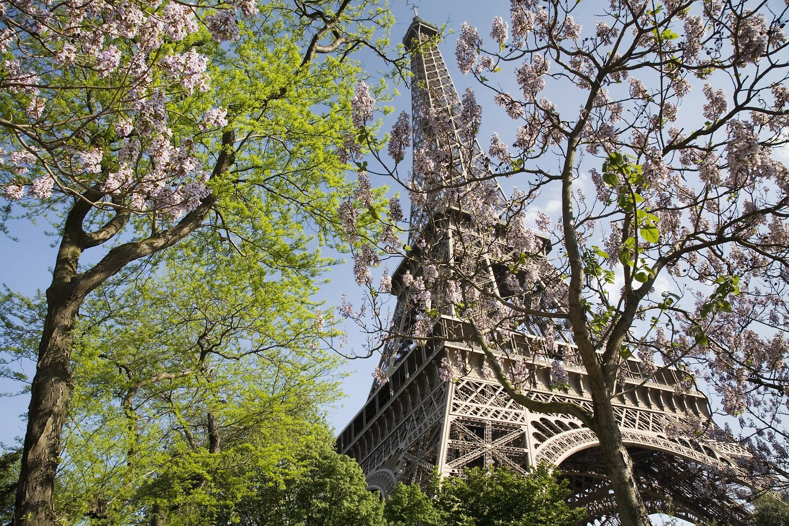 Hàm Cá Mập và 10 công trình từng bị đòi — Tháp Eiffel nhìn từ dưới lên qua tán cây