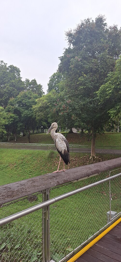Bishan–Ang Mo Kio Park, Singapore — Một con cò nhạn (Asian openbill) đứng trên tay
