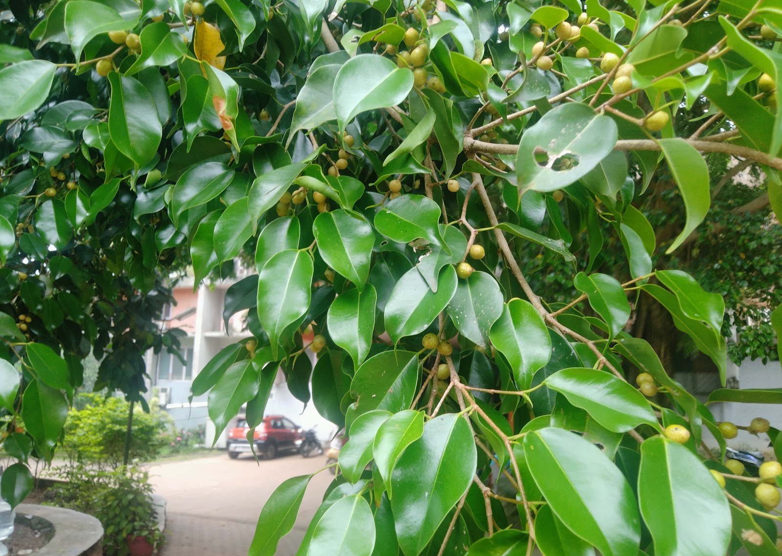 Cành lá xanh bóng dày cùng nhiều quả nhỏ của cây họ Ficus (đa/sanh/si)