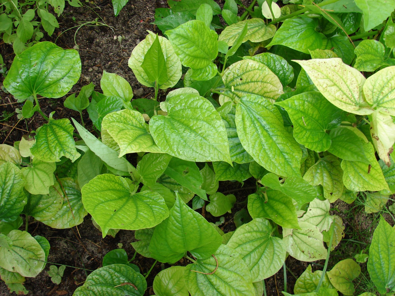 Thảm lá Lá lốt hình tim xanh đậm phủ kín mặt đất ẩm