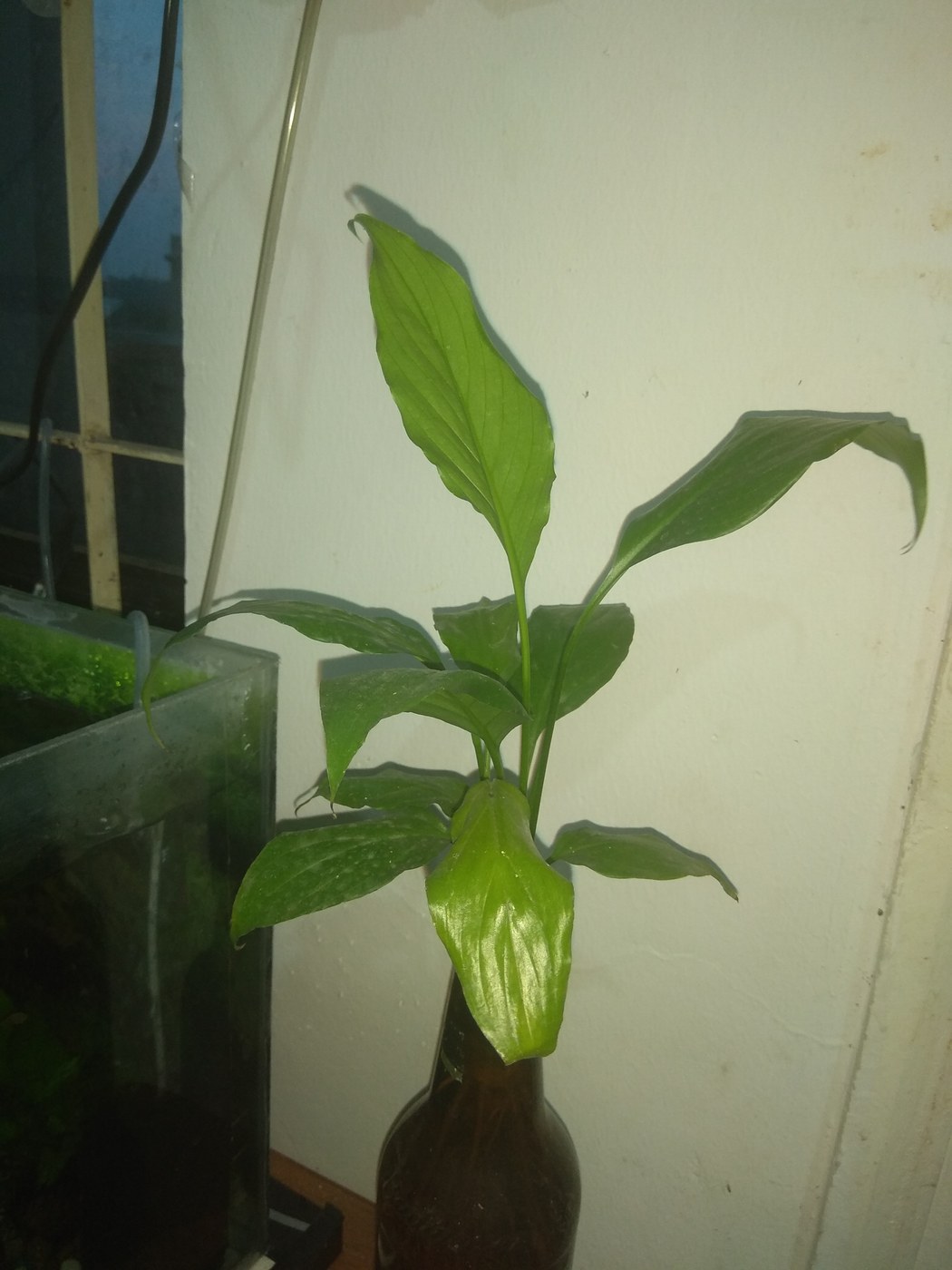 Một nhánh lan ý (Spathiphyllum) trồng thuỷ sinh trong bình thuỷ tinh, đặt cạnh cửa sổ ánh sáng yếu