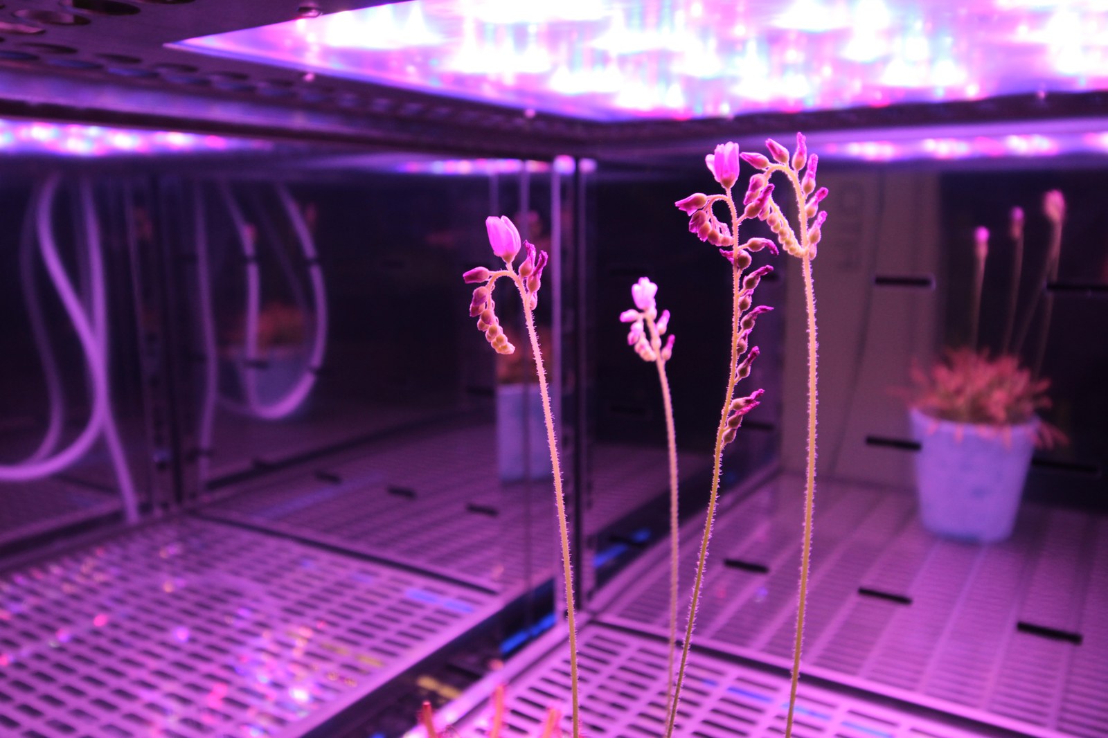 Vài cành hoa cây bắt mồi sundew vươn thẳng dưới dàn đèn LED tím trong buồng trồng cây kín, ánh đèn nhuộm tím cả khung cảnh