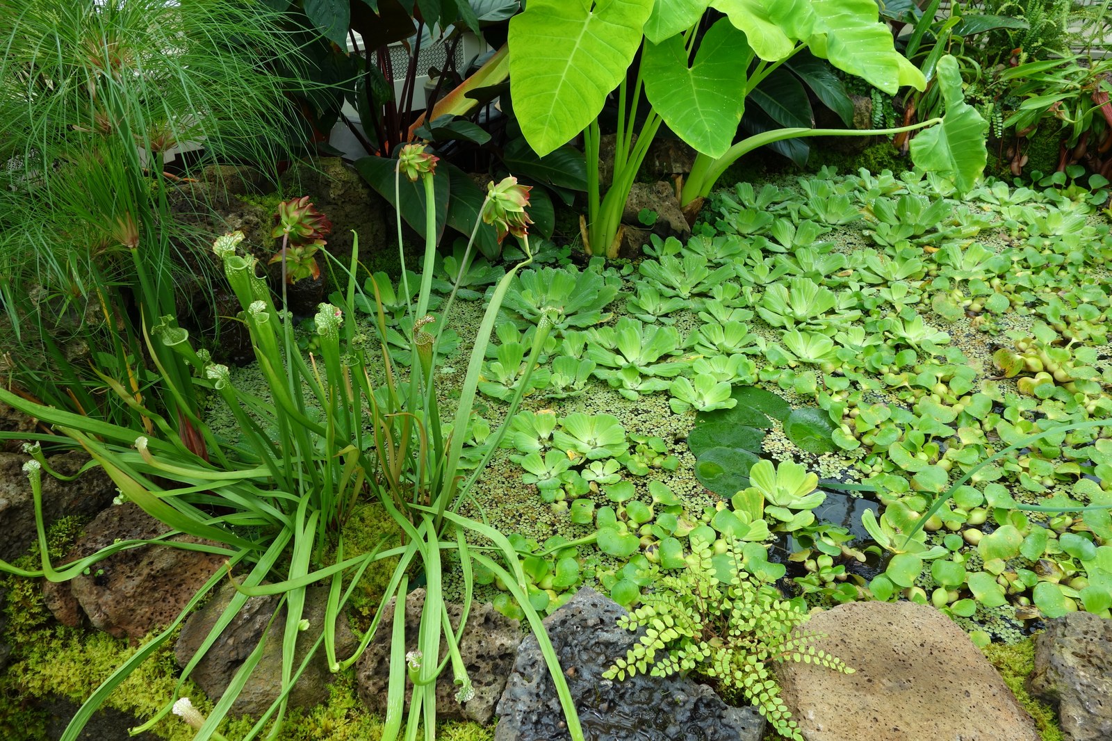 Ao nhỏ trong nhà kính có bèo tai chuột và cây nắp ấm Sarracenia mọc cạnh khóm khoai môn lá to