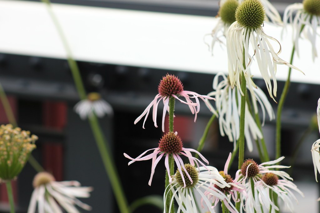 High Line — Cận cảnh dải cúc dại (echinacea) trồng xen kẽ