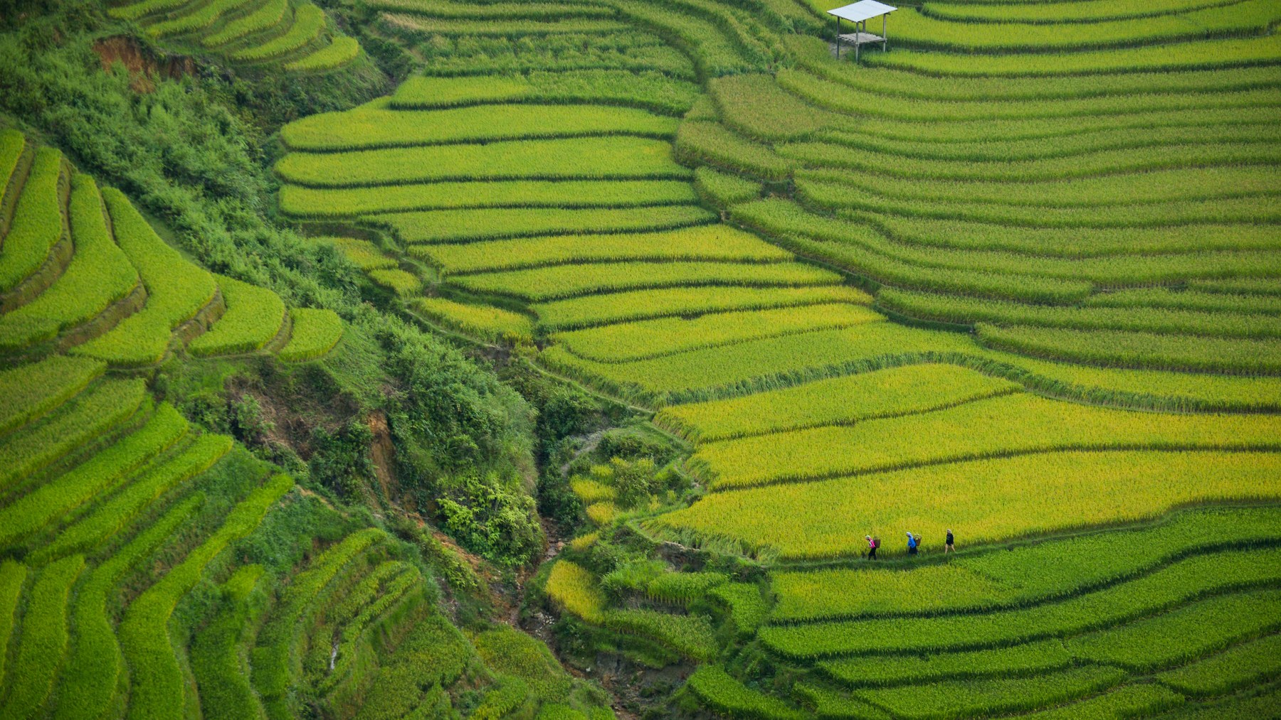 RUỘNG BẬC THANG — một hệ thủy lợi giấu trong hình dáng núi