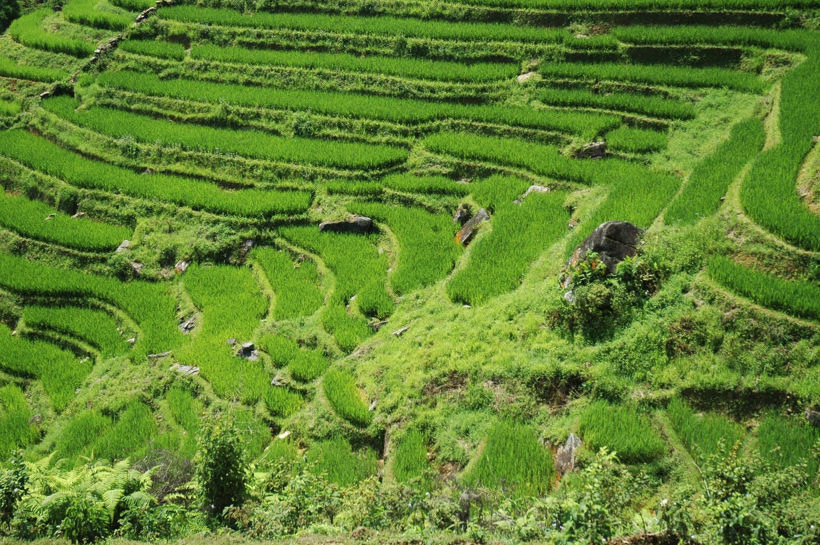 Ảnh minh hoạ — Ruộng bậc thang gần Sa Pa